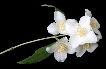 blossoming jasmine branch isolated on black