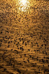 Beach abstract, wet sand reflecting sunlight during sunset