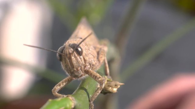 Brown Grasshopper on a stick. Extreme close up macro shot.