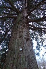High giant sequoia tree