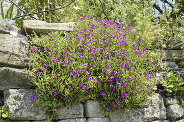 Fototapeta premium Istrien, Kroatien, Groznjan