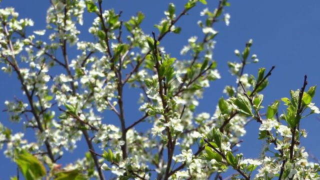 white flowers of a cherry tree on blue sky background