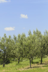 Obraz premium Istrien, Kroatien, Obertal, Portole, Oprtalj