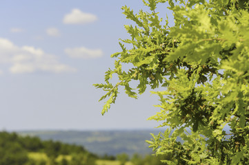 Istrien, Kroatien, Obertal, Portole, Oprtalj