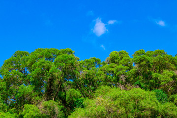 Blue sky and green trees.