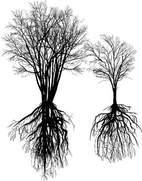 two black bare trees with roots on white
