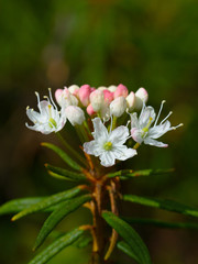 White flowers ledum.