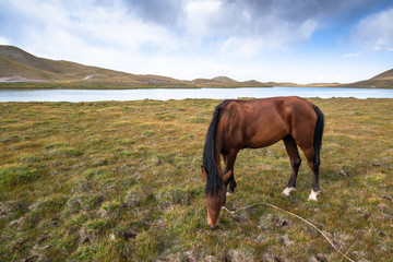 Horse grazing in Pamir, Kyrgyzstan