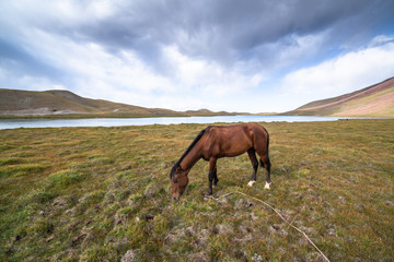 Horse grazing in Pamir, Kyrgyzstan