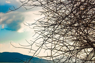 silhouette of a tree