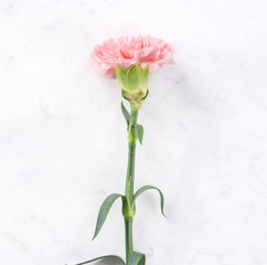 Beautiful, elegant pink carnation flower over bright white marble table background, concept of Mother's Day flower gift, top view, flat lay, overhead