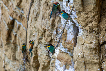 Bee-eater in the nest colony