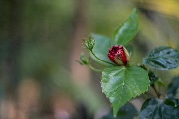 hibiscus bud