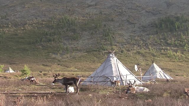 Mongolia. Darkhat basin. The camp of reindeer herders. Deer.