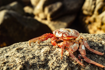 crab on the beach