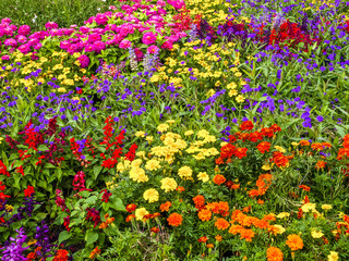 Fototapeta premium Blumenbeet