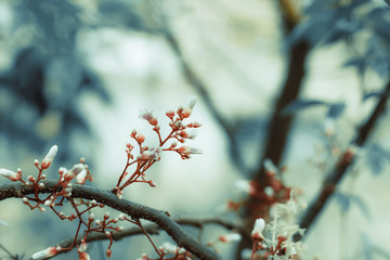 Small flower on branch and blur green leaves and vintage tone style