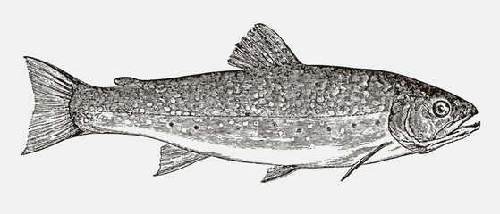 Brook trout salvelinus fontinalis in side view after antique engraving from 19th century