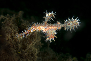 Harlequin Ghost Pipefish (Solenostomus paradoxus). Underwater macro photography from Lembeh Strait, Indonesia