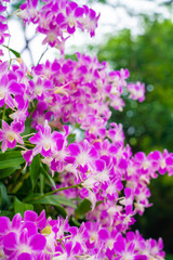 Purple orchids on tree branch green leaf