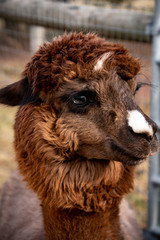A close up side view of a brown, black and white alpaca head showing the emotion he feels in his eyes