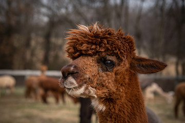 A closeup side view of an alpacas face with others off in the distance behind it