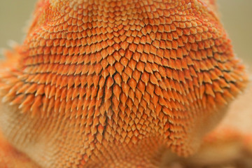 close-up pattern skin, reptil animal of small exotic pet © sutichak