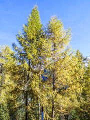 Fototapeta premium Lärche in Herbstfarben, Italien, Südtirol, Stilfser Joch