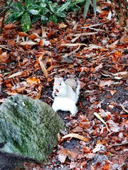 Grey squirrel having a munch 