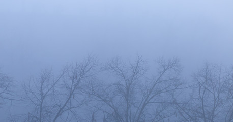 Early morning fog with bare tree branches for website template, foggy morning in Zagreb