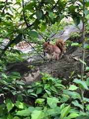 squirrel on a tree in distance