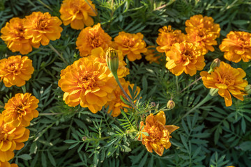 Marigold flower blooming in the garden Bangkok Thailand