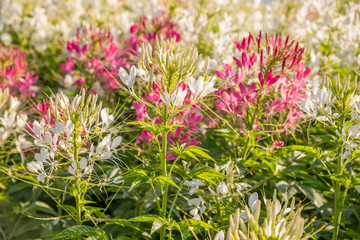 Beautiful and colorful flowers in the garden Bangkok Thailand