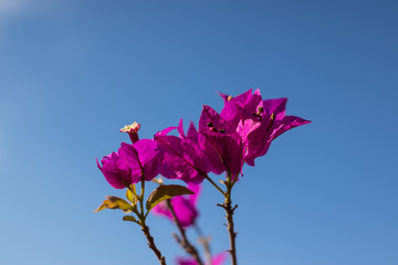 A small white flower in a purple flower, a blurred background.
