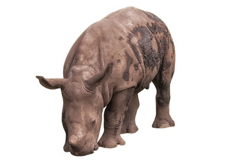 Fototapeta premium White rhinoceros, square-lipped rhinoceros, Ceratotherium simum. Animals in wildlife Isolated