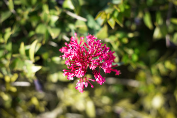 Pink flower on a blurred green bokeh, 