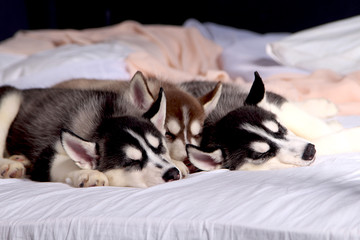 Three cute husky puppies sleep sweetly on a snow-white bed