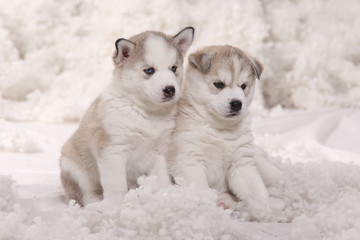 Two little plump husky puppies on a background of artificial snow © Svitlana