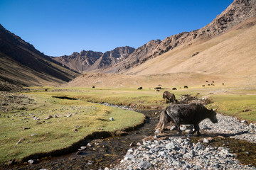 Animals in mountains next to Pamir highway in Tajikistan