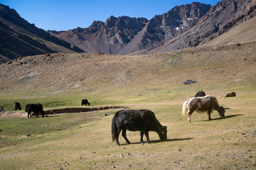 Fototapeta na wymiar Animals in mountains next to Pamir highway in Tajikistan