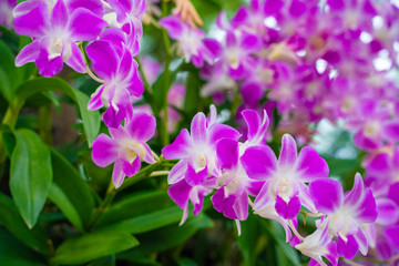 Fototapeta na wymiar Purple orchids on tree branch green leaf
