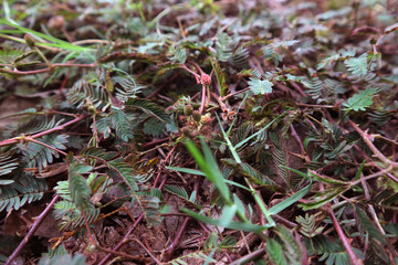 Mimosa pudica