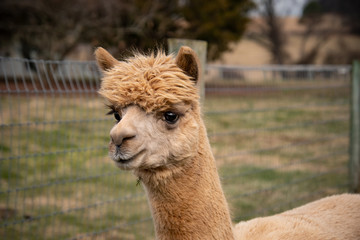 Obraz premium A light brown colored alpaca looking off to the side of me showing his full face and neck