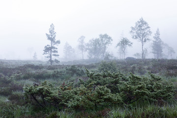 Moorlandschaft im Nebel, Norwegen