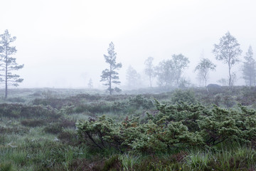 Moorlandschaft im Nebel, Norwegen