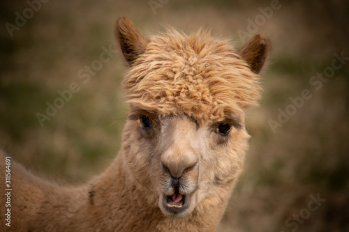 A Closeup Of A Light Brown Alpaca With His Mouth Open Making Him Look Surprised Wall Mural Rose Guinther A Closeup Of A Light Brown Alpaca With His Mouth Open Making Him Look Surprised Wall Mural Rose Guinther