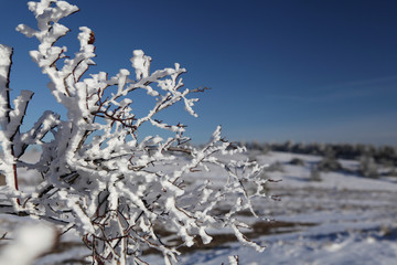 Winter landscape. Branches close-up.