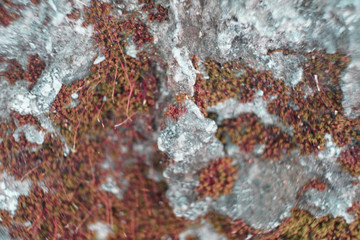 Abstract blurry background, Red small Root and Moss background.