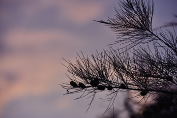 Obraz premium Pine Casuarina junghuhniana tree with sky background