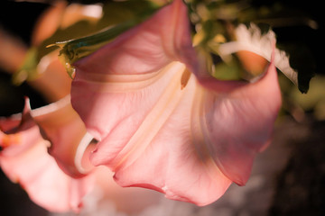 Abstract blurry background, Beautiful Pink Datura flower at Night.